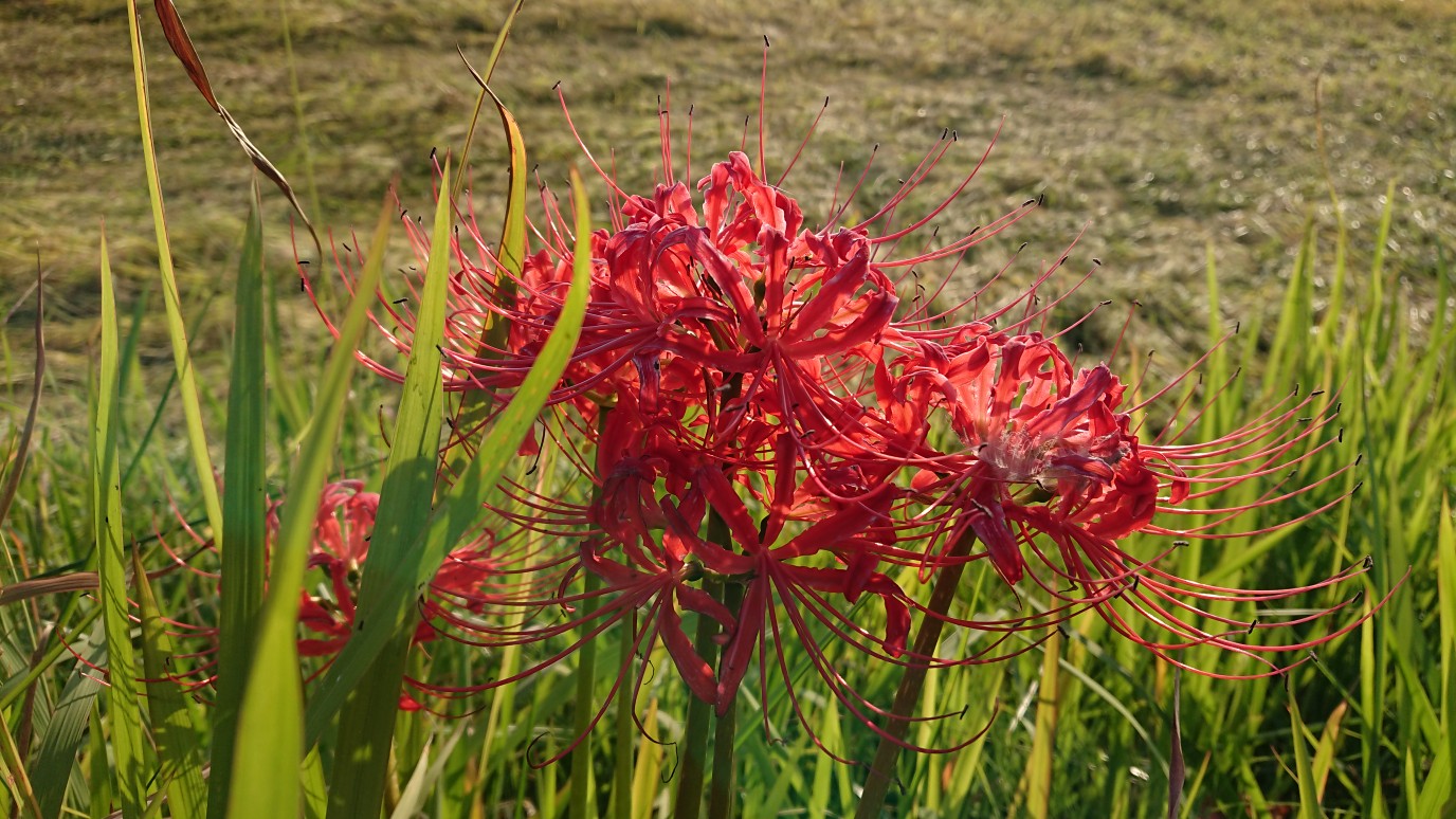 燃える曼珠沙華